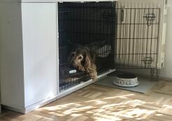 Alf, cocker spaniel in dog box 36, white 