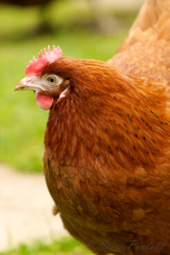 Chickens make beautiful pets for your garden.