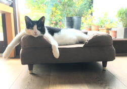 A black and white cat relaxing on his brown bolster bed
