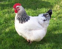 Light Sussex Chicken