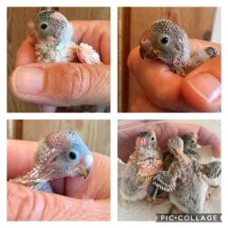 3 baby budgies, 2 weeks old!