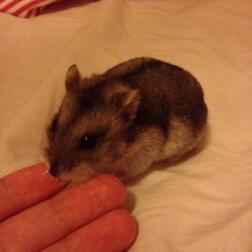 Hamster eating treat off of hand