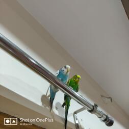 Budgies on curtain rod