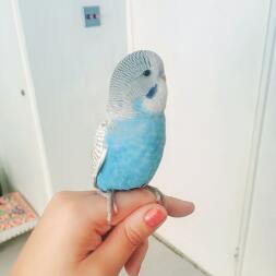 My beautiful baby budgie Bruce 