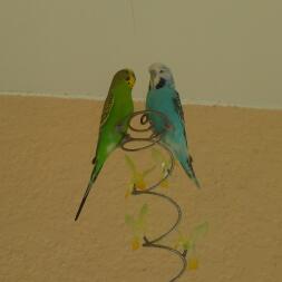 A green american parakeet with a blue english budgie.