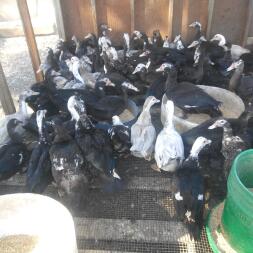 Muscovy duck