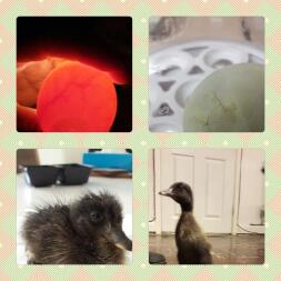 Rocky was my 1st attempt