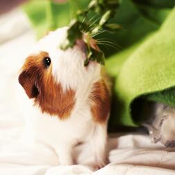 Dave, a guinea pig living in southwest florida, usa. 