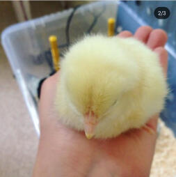 Baby chick 