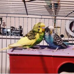 My kids. Budgie❤ CoCo & Rain