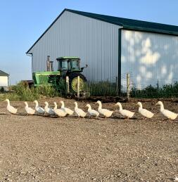 White geese walking on a farm