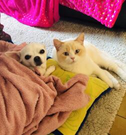 Dog and cat laying next to each other