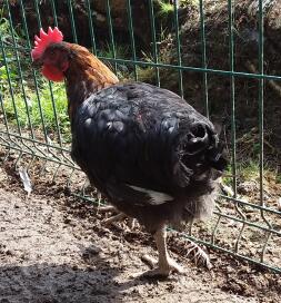 Maran Black Copper Cockerel 12 weeks old