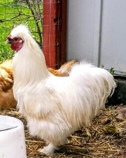 Our silkie rooster. sir lancelot