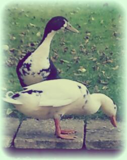 Bert amd Ernie in their new garden!