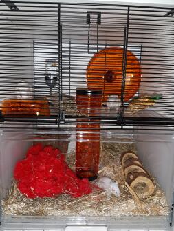 Omlet white Qute gerbil cage