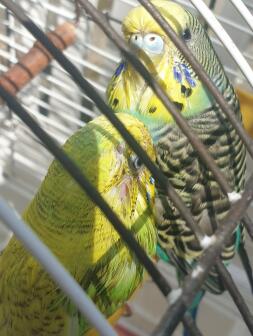 Budgies in cage