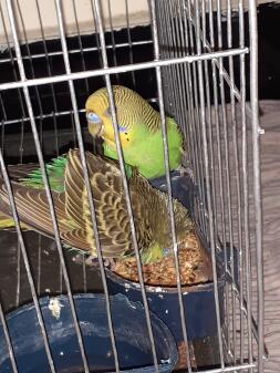 Rafi's budgies