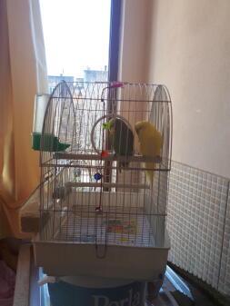 My parrots
