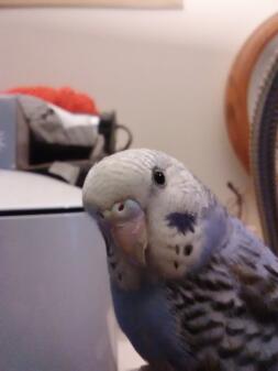 Blueberry the budgie
