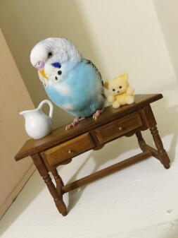 Took pictures of my budgie with some toys from a small doll house 