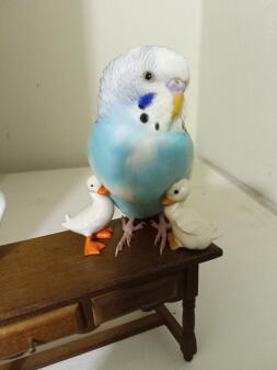 Took pictures of my budgie with some toys from a small doll house 