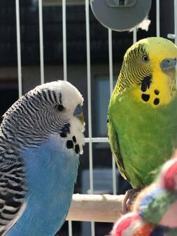 Blue and green males