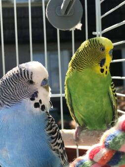 Blue and green males