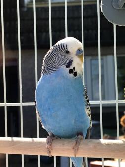 Bubbles the budgie enjoying sunshine 