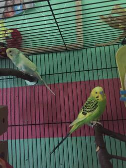 My budgies phoenix and cricket 