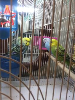 These are my cute little parakeets! Kiwi,rose(boy),and blue barrie