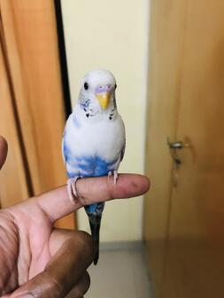 My budgy sitting on my finger ☺️