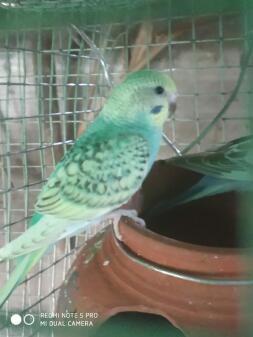 Cute budgie