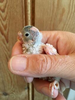 Baby budgie, 2 weeks old!