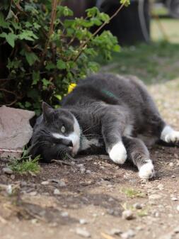 Cat laying down