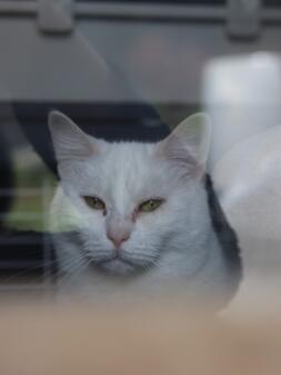 Cat at window