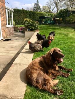 Chickens, cat and dog - enjoying the sunshine 