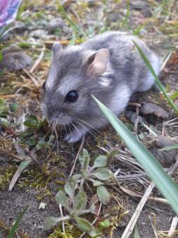 A small hamster in a garden with brown and pale grey fur