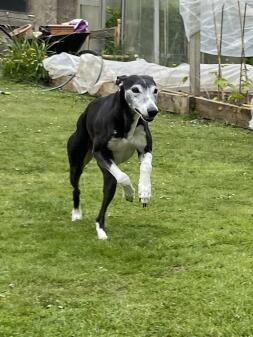 whippet running down garden