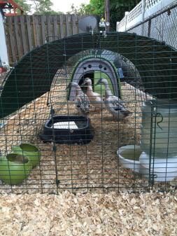 My welsh harlequin ducks in their Eglu run - closer view