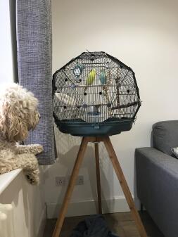 A beautiful cage for our new pets. 