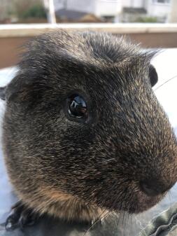 Guinea Pig