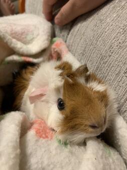 A guenea pig inside a blanket