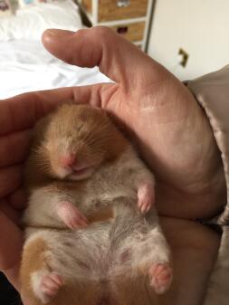 Sleepy hamster.