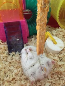 A hamster in his cage eating food from a treat stick