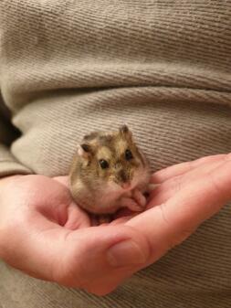 A grey dwarf hamster stood in their owners had