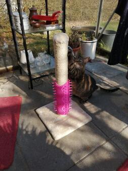 Cat scratching cat scratching post