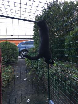 Cat climbing Omlet catio