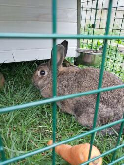 A rabbit relaxing in it's rabbit run.