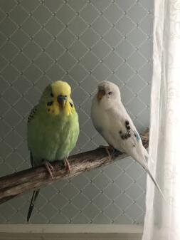 my birds 